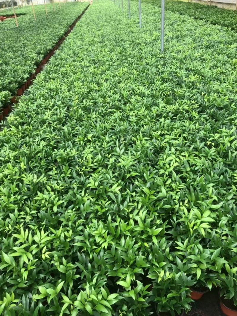 竹柏，大量出售各规格，量大从优，欢迎选购