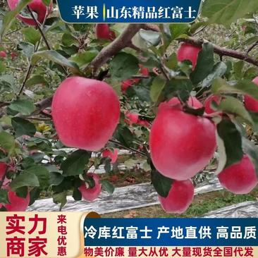 【精品】山东纸袋红富士冷库苹果现货供应量大从优物美价廉