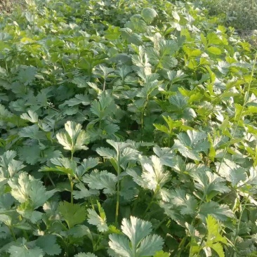 【诚信】大叶香菜优质香菜货源充足量大从优