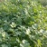 【诚信】大叶香菜优质香菜货源充足量大从优