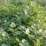 【诚信】大叶香菜优质香菜货源充足量大从优