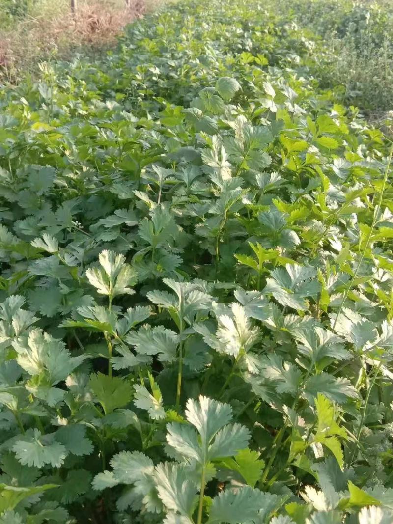 【诚信】大叶香菜优质香菜货源充足量大从优