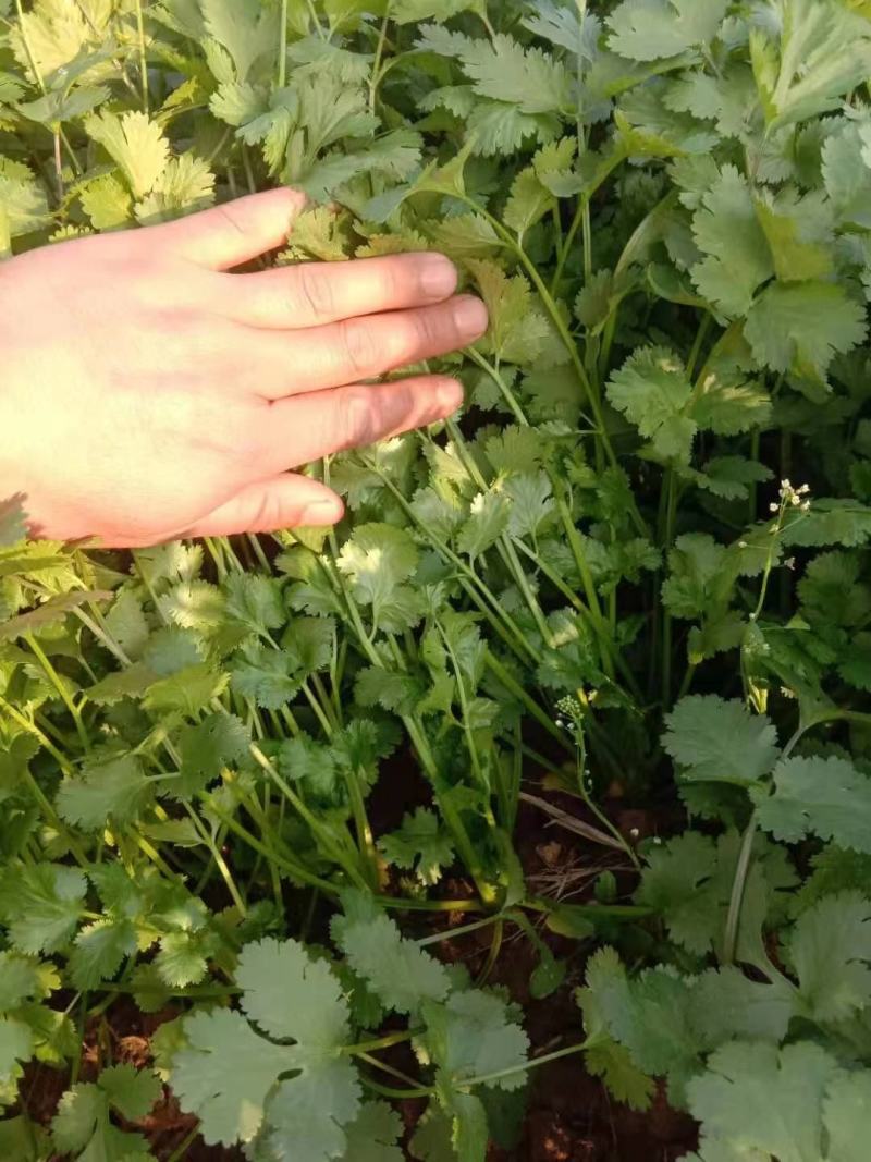 【诚信】大叶香菜优质香菜货源充足量大从优