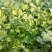 【诚信】大叶香菜优质香菜货源充足量大从优