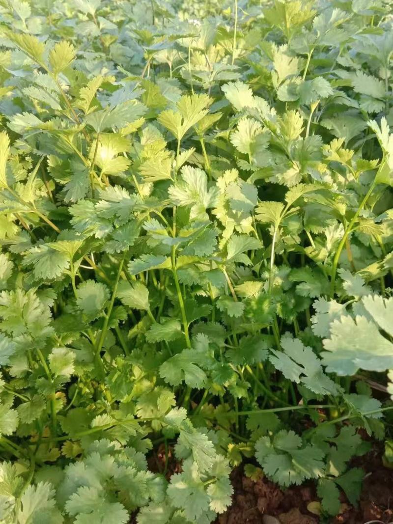 【诚信】大叶香菜优质香菜货源充足量大从优