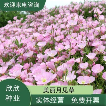 美丽月见草花种籽子多年生花海一年四季开花易活室外庭院景观