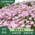 美丽月见草花种籽子多年生花海一年四季开花易活室外庭院景观