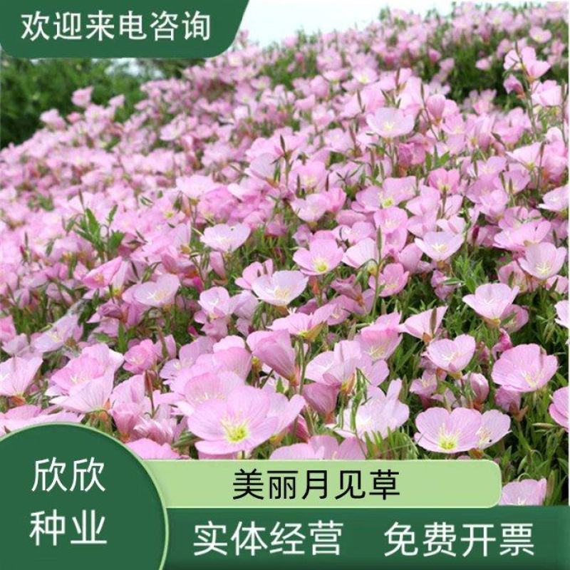 美丽月见草花种籽子多年生花海一年四季开花易活室外庭院景观
