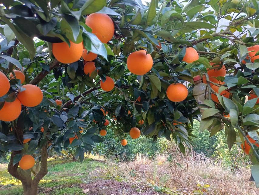 主播正在果园中进行直播销售,背景是满树金黄的脐橙,展示现代化农业与电商结合的新模式 脐橙电商直播间现场