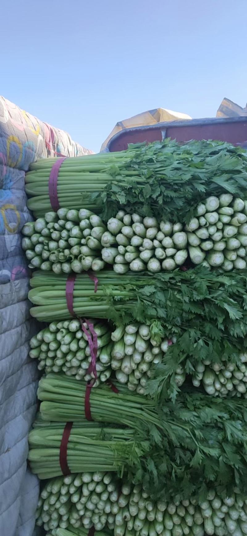 西芹河南开封芹菜小香芹品质好价格低货源足代收代发全