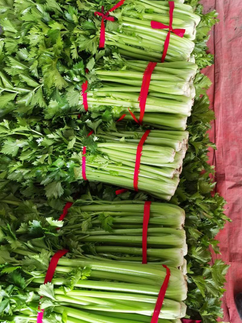 西芹河南开封芹菜小香芹品质好价格低货源足代收代发全
