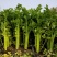 西芹河南开封芹菜小香芹品质好价格低货源足代收代发全