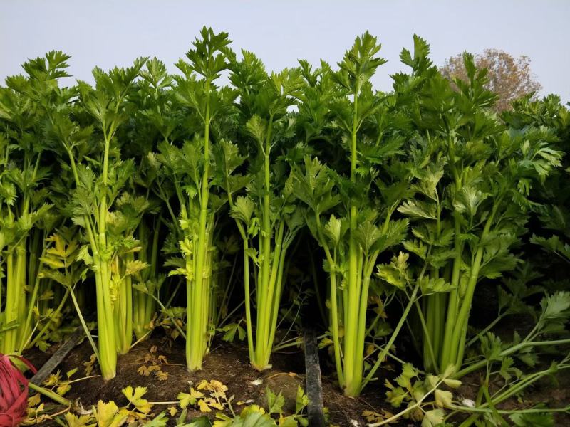 西芹河南开封芹菜小香芹品质好价格低货源足代收代发全
