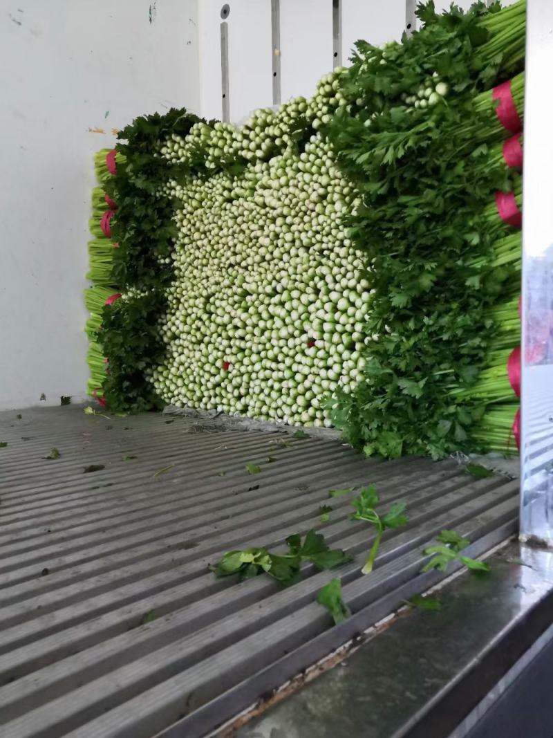 西芹河南开封芹菜小香芹品质好价格低货源足代收代发全