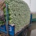 西芹河南开封芹菜小香芹品质好价格低货源足代收代发全