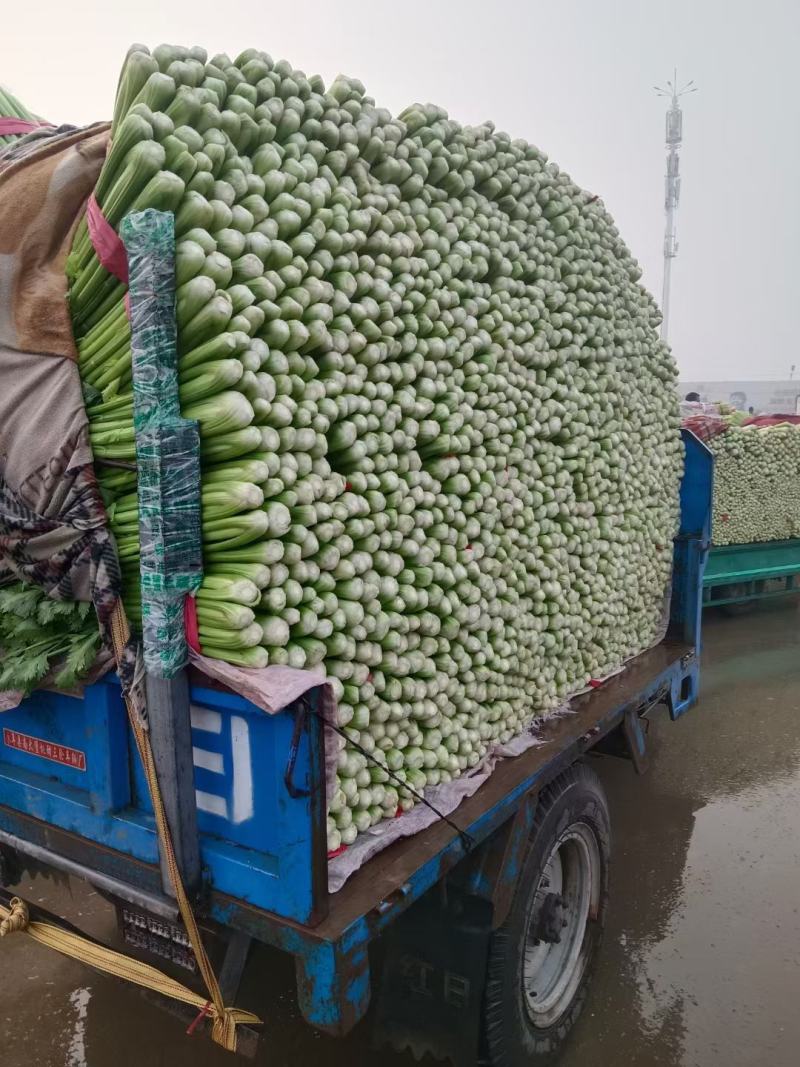 西芹河南开封芹菜小香芹品质好价格低货源足代收代发全