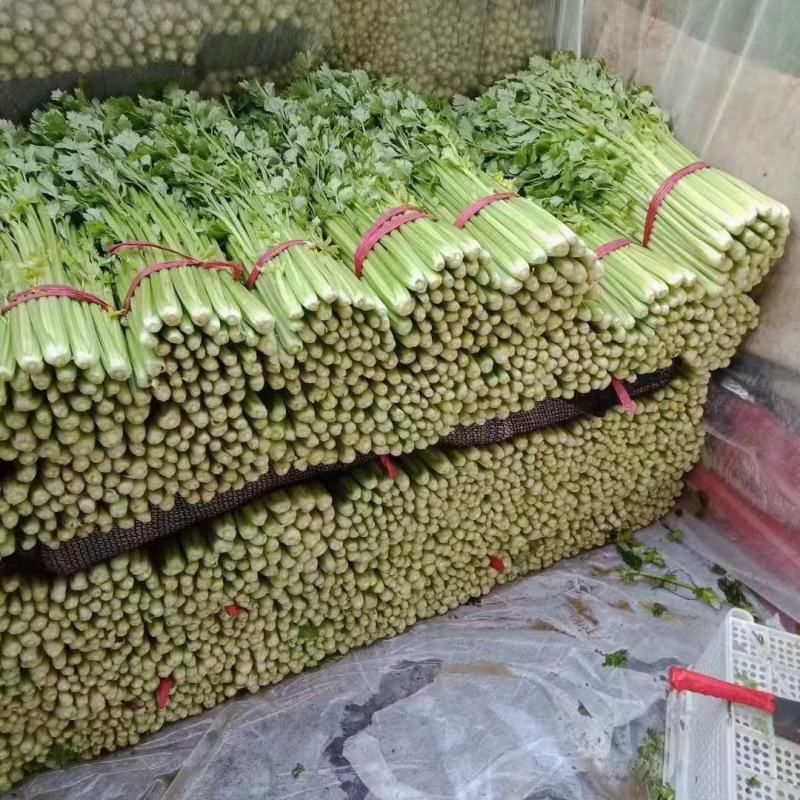 西芹河南开封芹菜小香芹品质好价格低货源足代收代发全