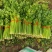 西芹河南开封芹菜小香芹品质好价格低货源足代收代发全