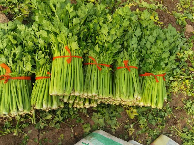 西芹河南开封芹菜小香芹品质好价格低货源足代收代发全