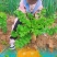 包菜京丰1号奥奇娜市场加工厂养殖场直供
