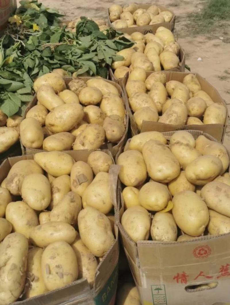 精品荷兰十五土豆河南开封土豆规格齐全承接商超代收代发
