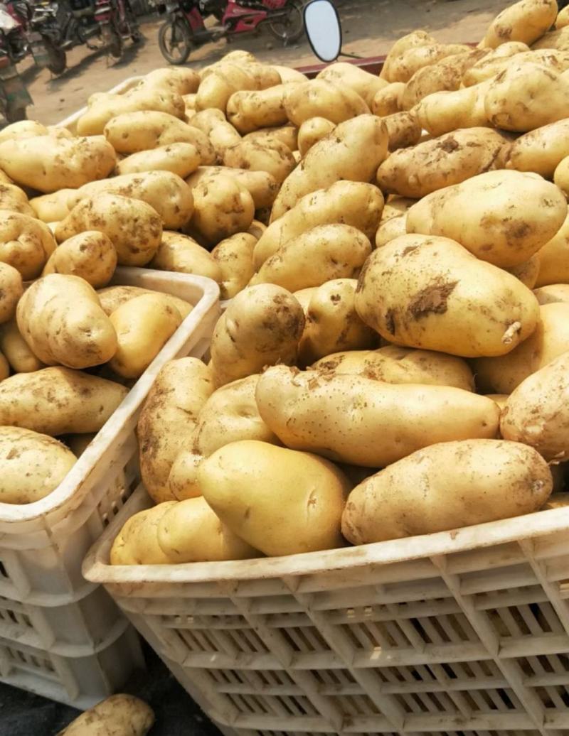 精品荷兰十五土豆河南开封土豆规格齐全承接商超代收代发