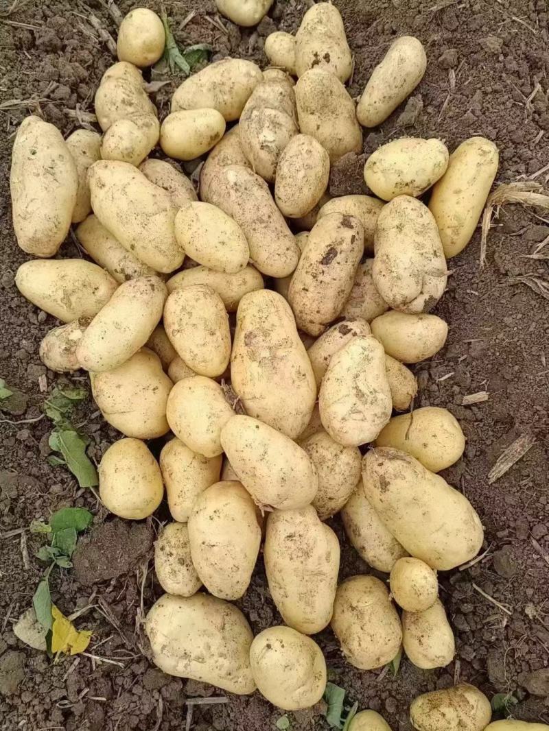 精品荷兰十五土豆河南开封土豆规格齐全承接商超代收代发