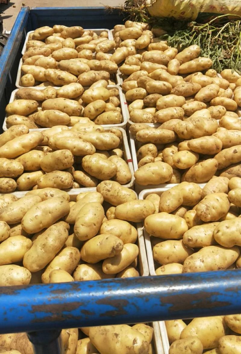 精品荷兰十五土豆河南开封土豆规格齐全承接商超代收代发