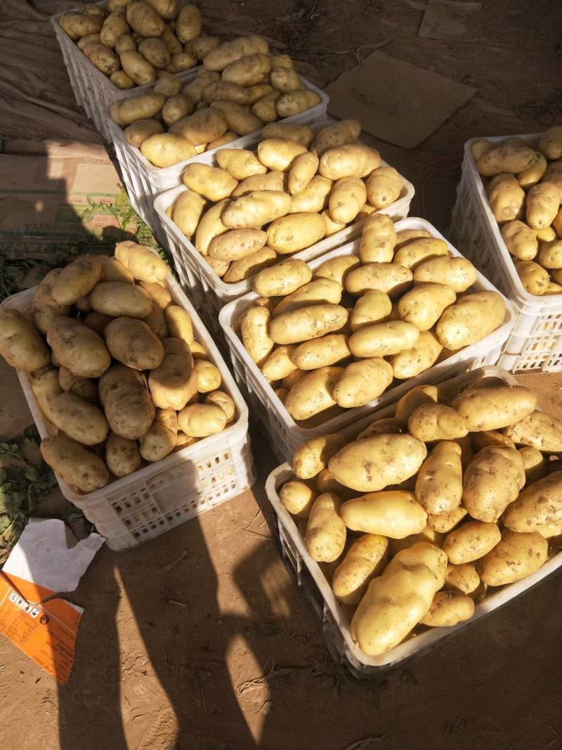 精品荷兰十五土豆河南开封土豆规格齐全承接商超代收代发