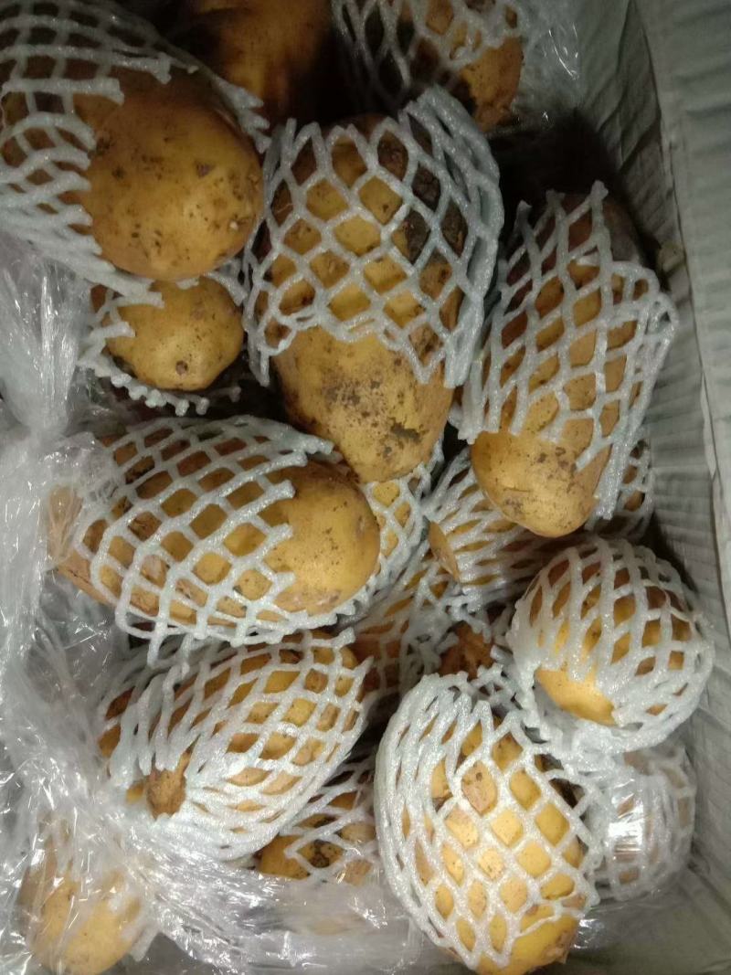精品荷兰十五土豆河南开封土豆规格齐全承接商超代收代发