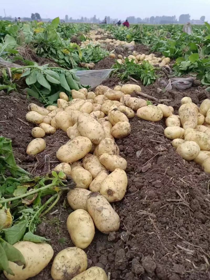 精品荷兰十五土豆河南开封土豆规格齐全承接商超代收代发