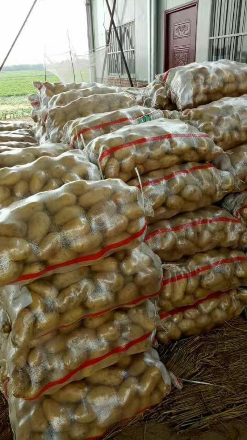精品荷兰十五土豆河南开封土豆规格齐全承接商超代收代发