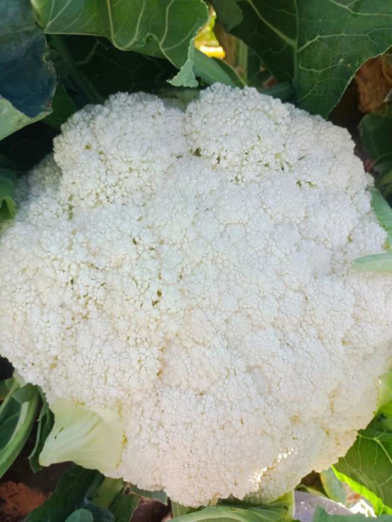 云南高原绿杆小米散花松花颜色白，个头均匀，口感好，卖样好