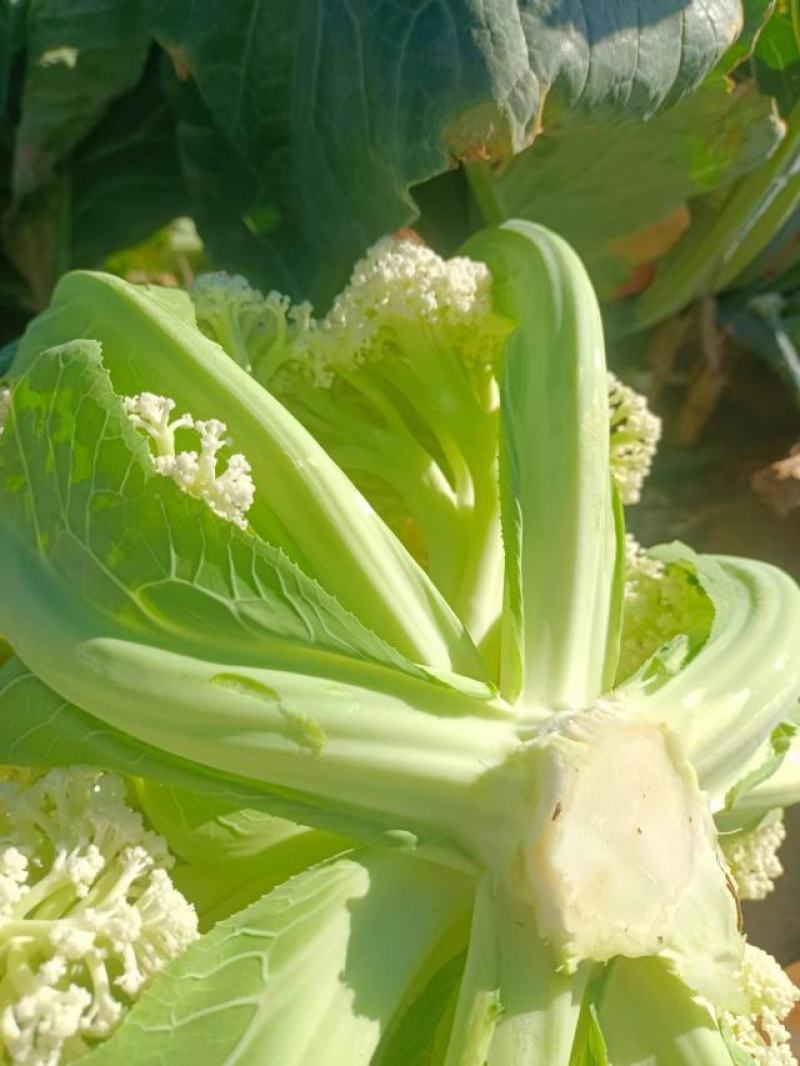 云南高原绿杆小米散花松花颜色白，个头均匀，口感好，卖样好