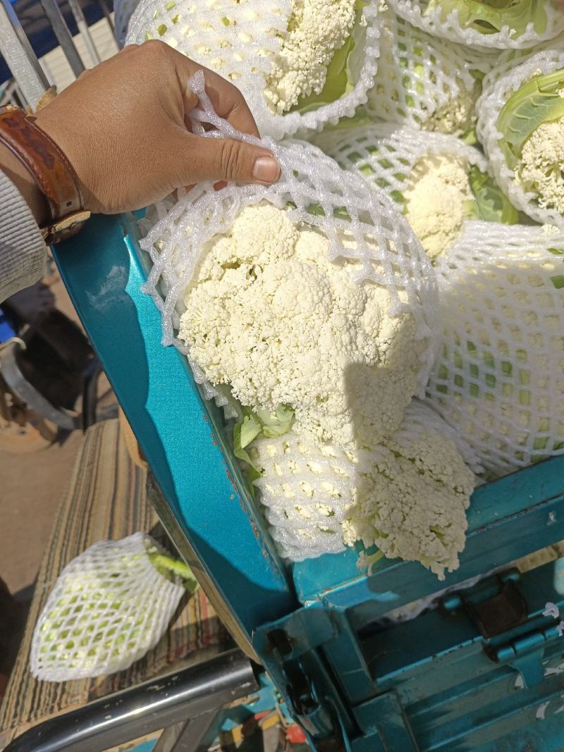 云南高原绿杆小米散花松花颜色白，个头均匀，口感好，卖样好