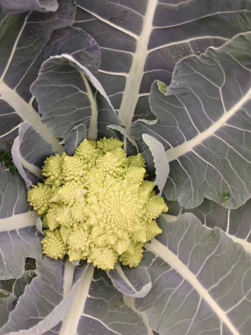 精品宝塔花菜，持续可供应一个月