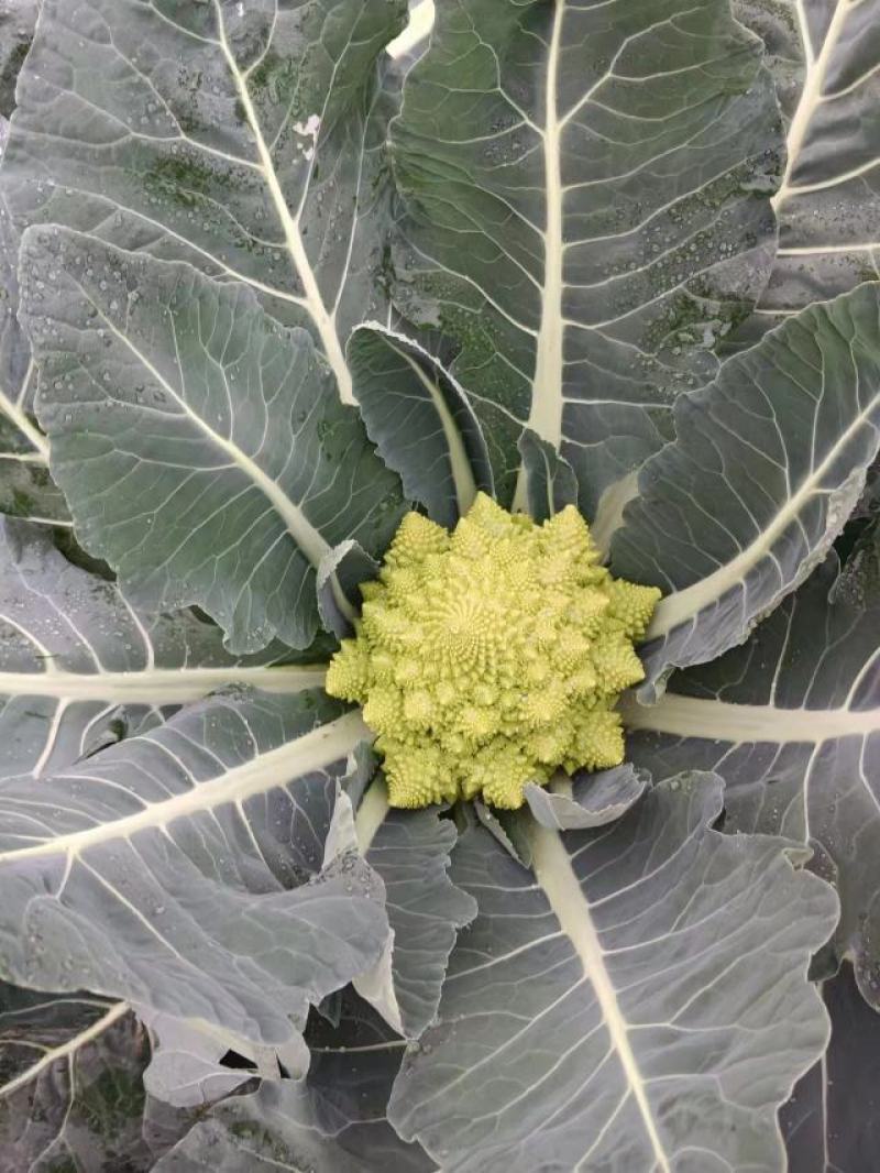 精品宝塔花菜，持续可供应一个月