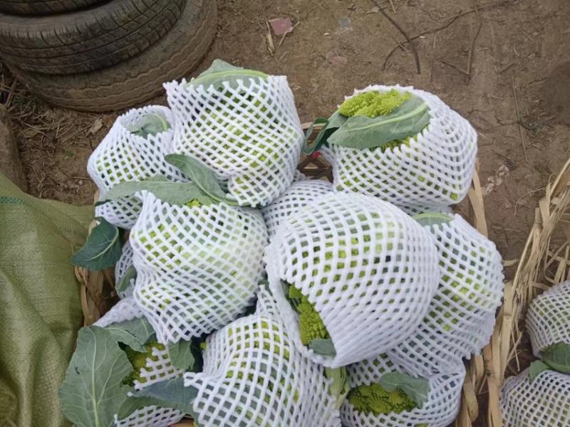 精品宝塔花菜，持续可供应一个月