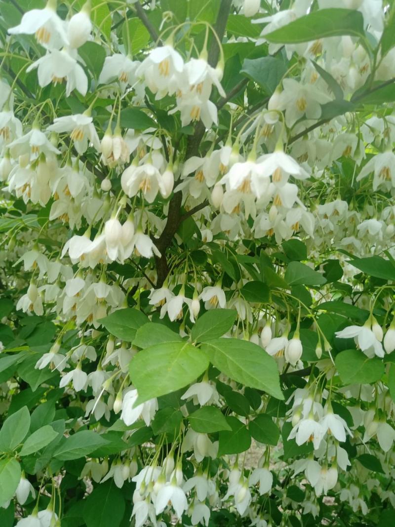 日本雪铃树，乔木茉莉花，独干直杆乔木茉莉花树苗