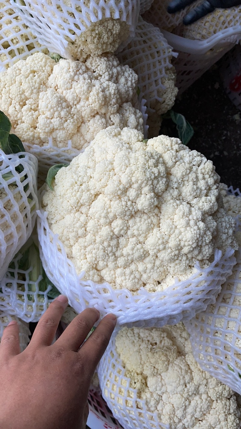 福建松花菜，散花，花菜支持各种包装散装