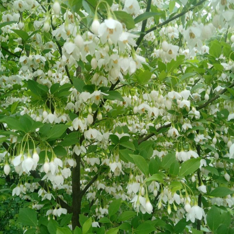 日本雪铃树，乔木茉莉花，独干直杆乔木茉莉花树苗