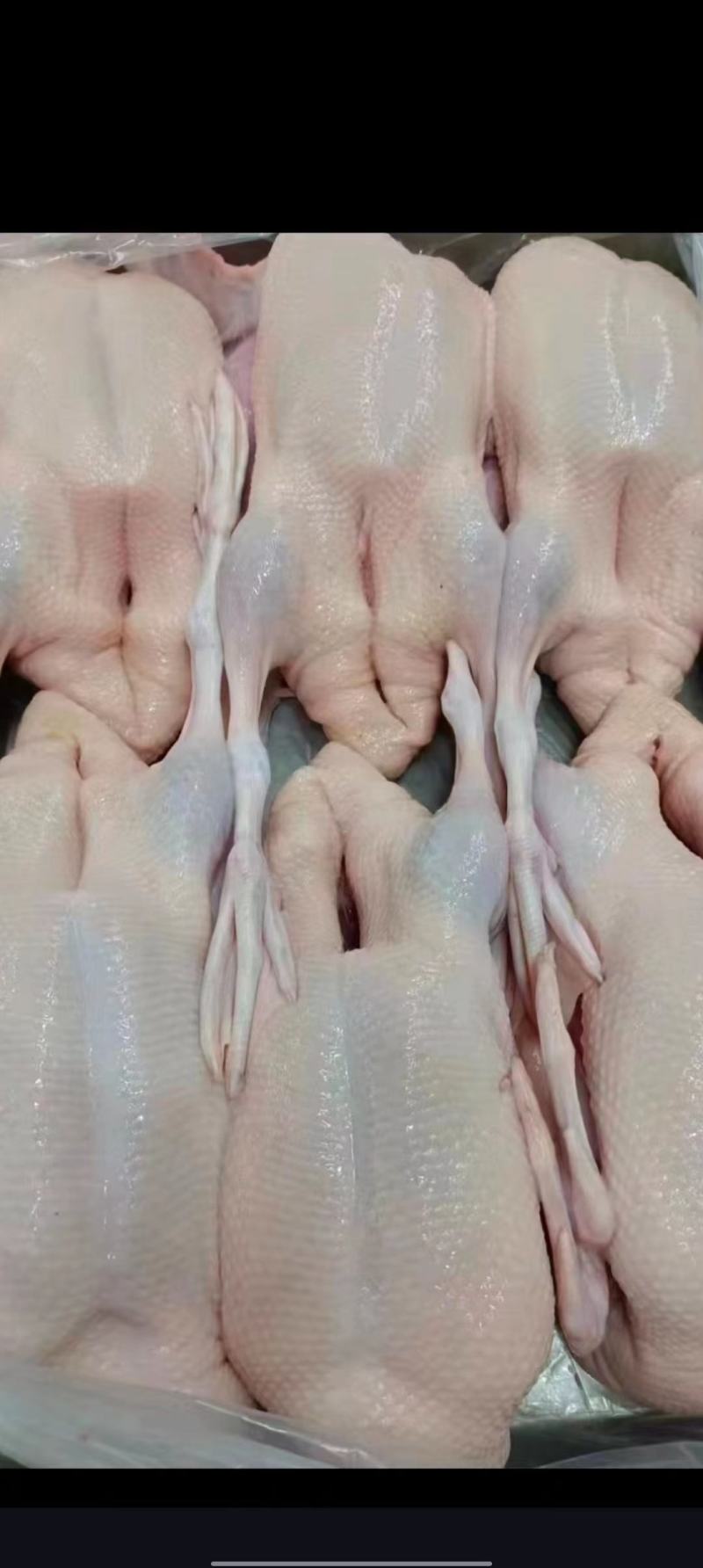 白条鸭