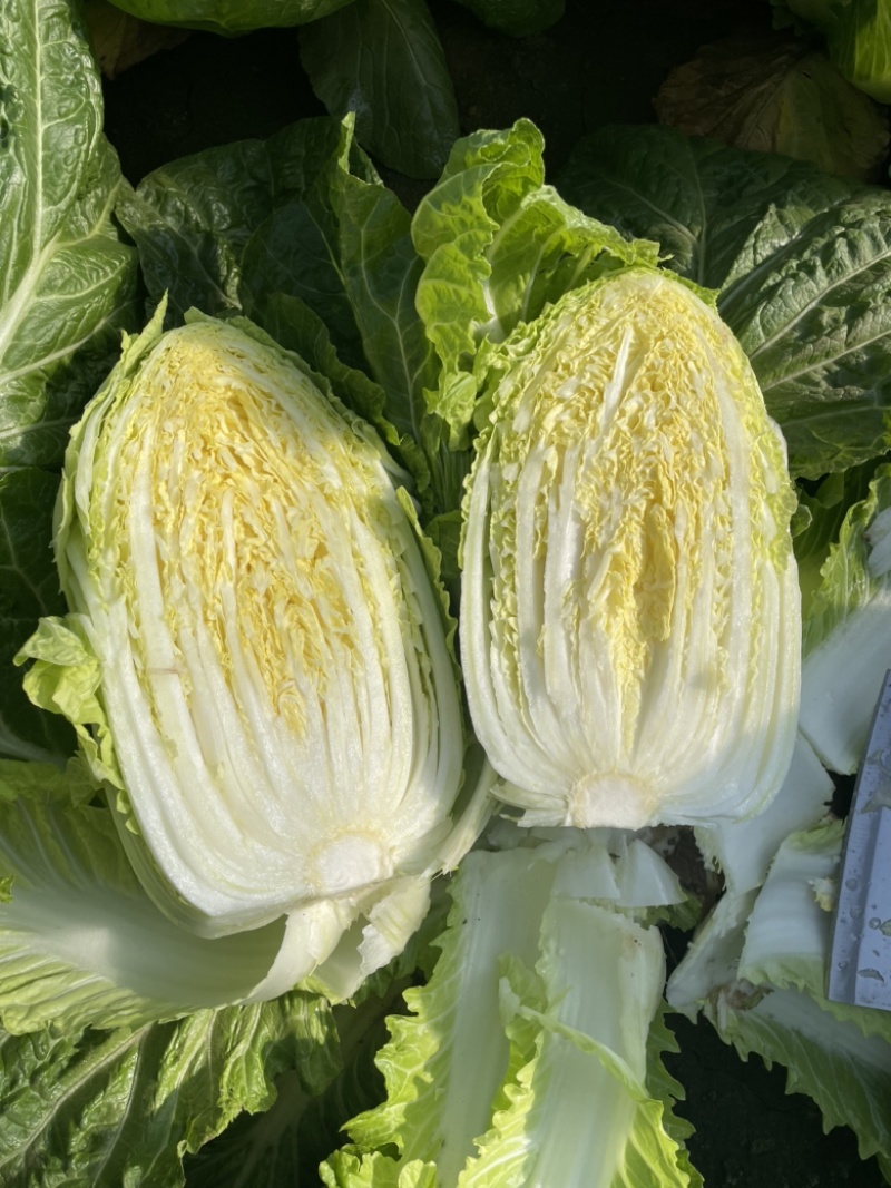 【精选】白菜黄心大白菜产地采摘货源充足品质保证、诚信第一