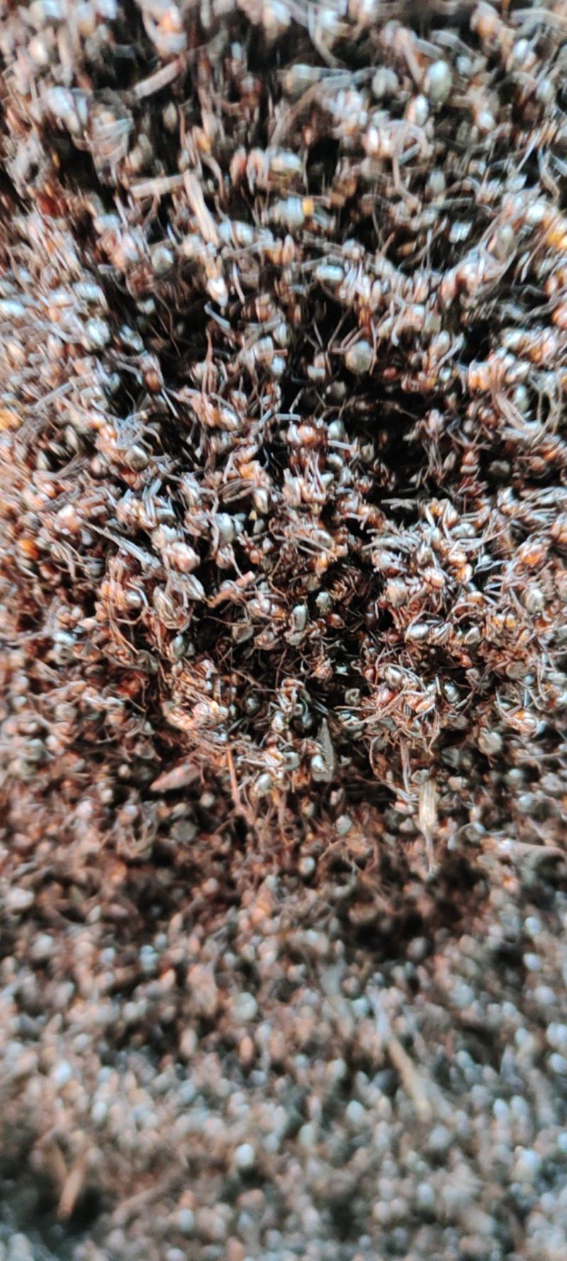 红蚂蚁中药材红蚂蚁一手货源产地直发欢迎采购下单量大从