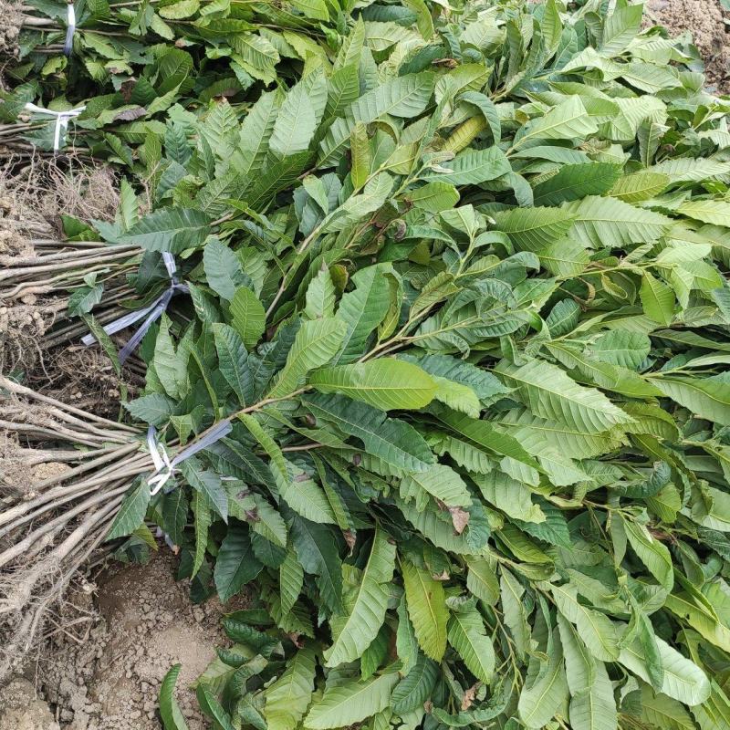 板栗苗