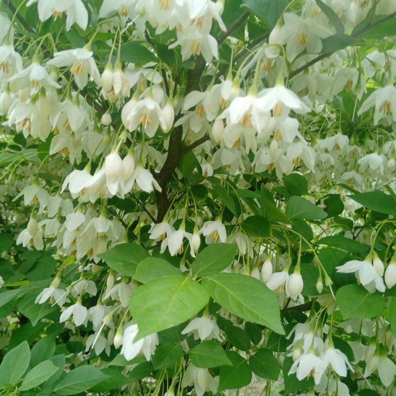 日本雪铃树，乔木茉莉花树，独干直杆乔木大树