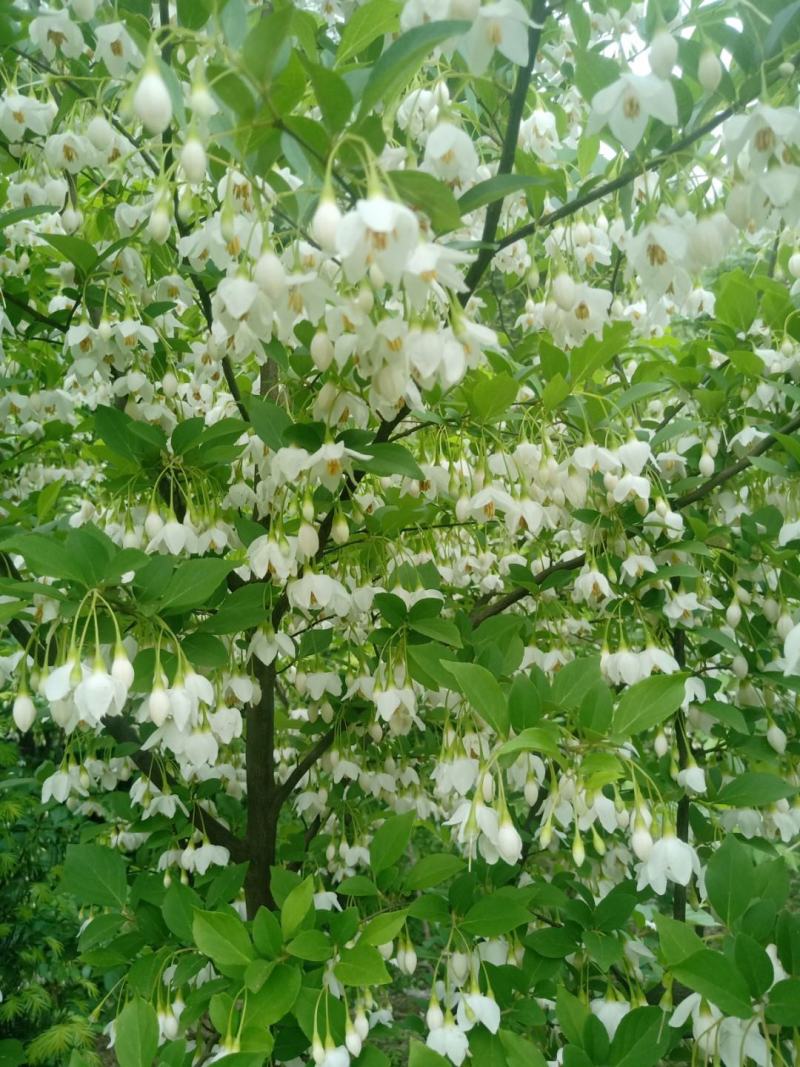 日本雪铃树，乔木茉莉花树，独干直杆乔木大树