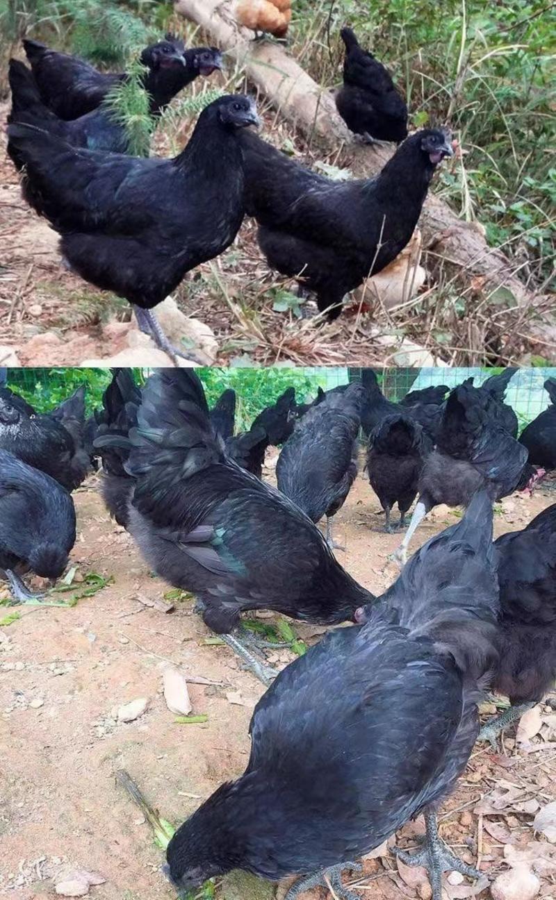 五黑鸡产蛋五黑鸡一斤五黑鸡种鸡脱温五黑鸡苗