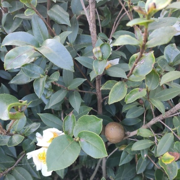 油茶苗