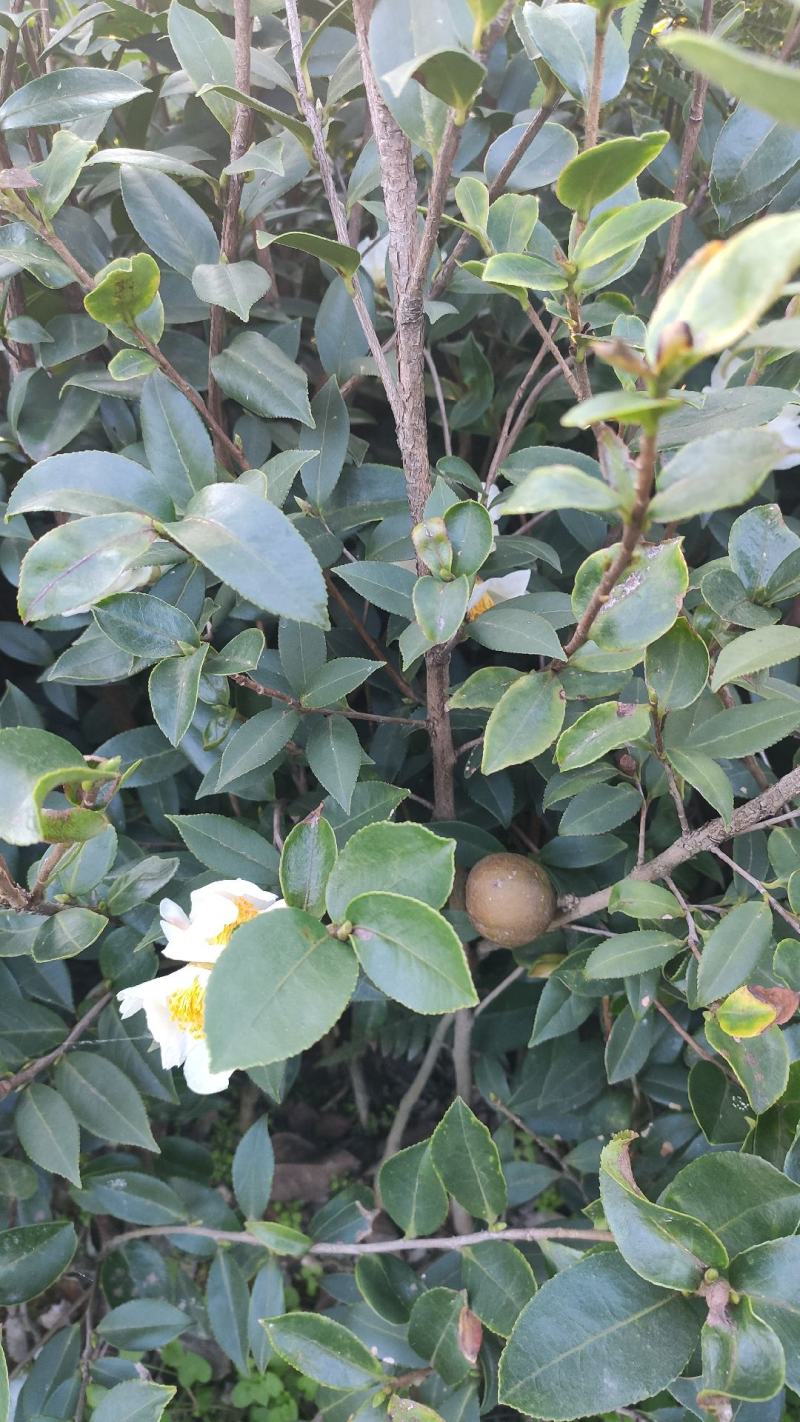 油茶苗